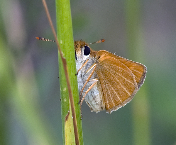 Thymelicus acteon (Hesperiidae)